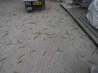 オニグルミ雄花E.jpg