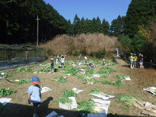 大根2020芝生.jpg