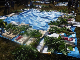 大根抜き2018A.jpg