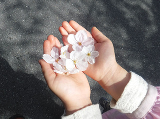 手のひら桜.jpg