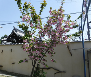 数珠掛け桜2018-1.jpg