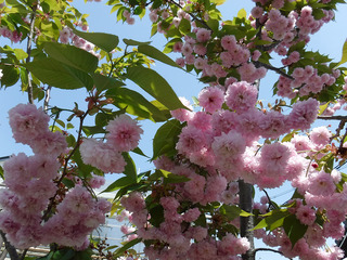 数珠掛け桜2018-2.jpg