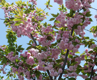 数珠掛け桜2018-3.jpg