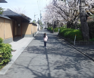 桜見上げて.jpg