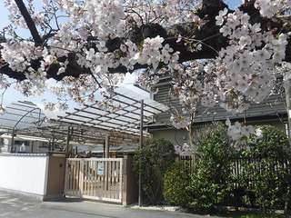 門前桜2021.jpg
